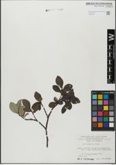 Foto von Salix glabra Scop.